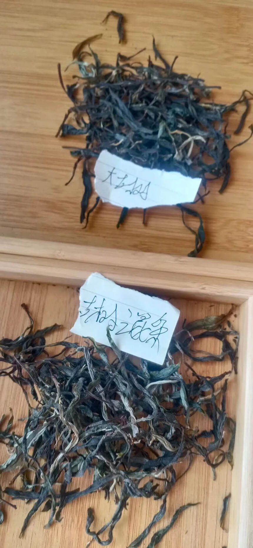 #普洱茶# 试试两款古树纯料    不同的树龄  不