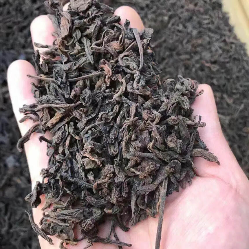 陈年的老熟茶老散茶存世稀少，
2006年“樟香古树野