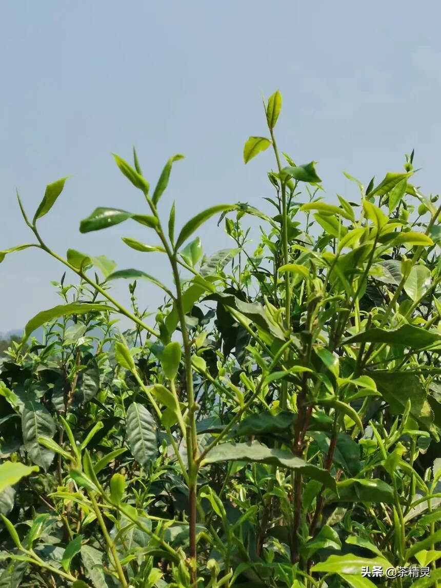 这么多年做茶养成的习惯，每一款茶都要探寻其源头，自己