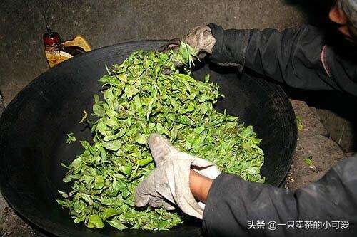 每年从3月到11月，我们就要把自己浸在深山茶林间，在