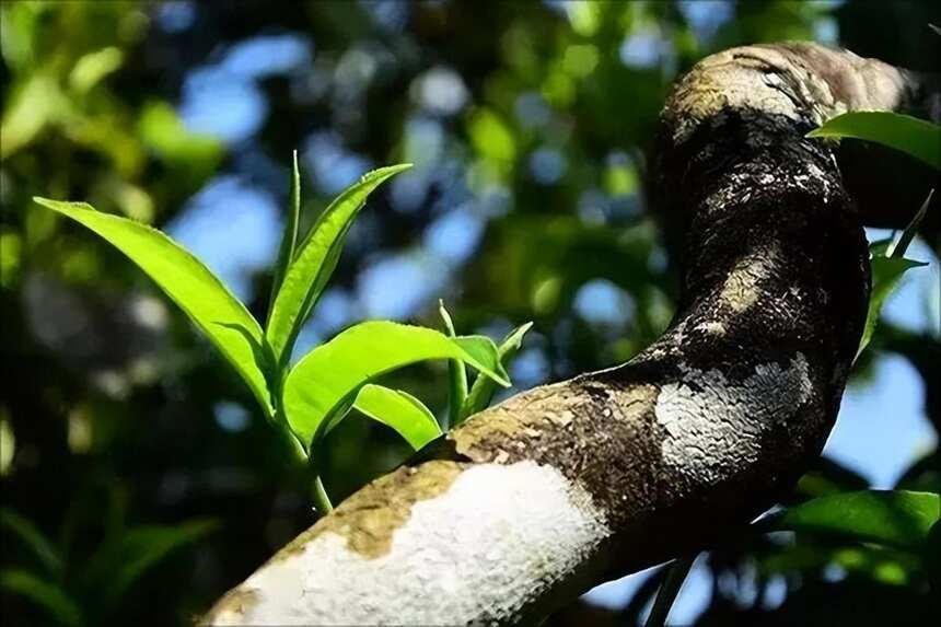 古树茶，到底好在哪？