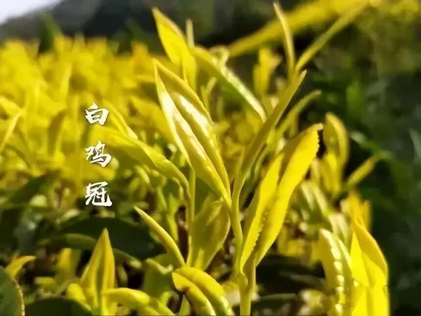 武夷岩茶之“四大名枞”