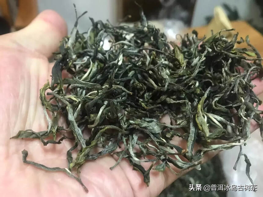 #普洱茶# 倚邦曼拱猫耳朵小叶种茶，香气具有很高的辨