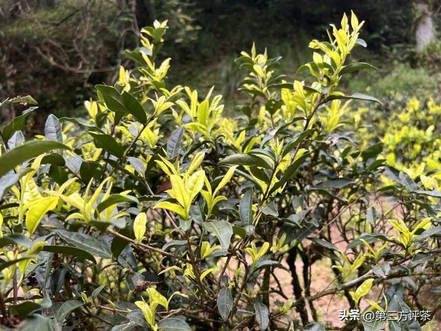 白鸡冠：佛手柑香，一茶难求