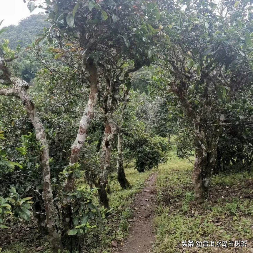 芳丛翳湘竹，零露凝清华。复此雪山客，晨朝掇灵芽。蒸烟