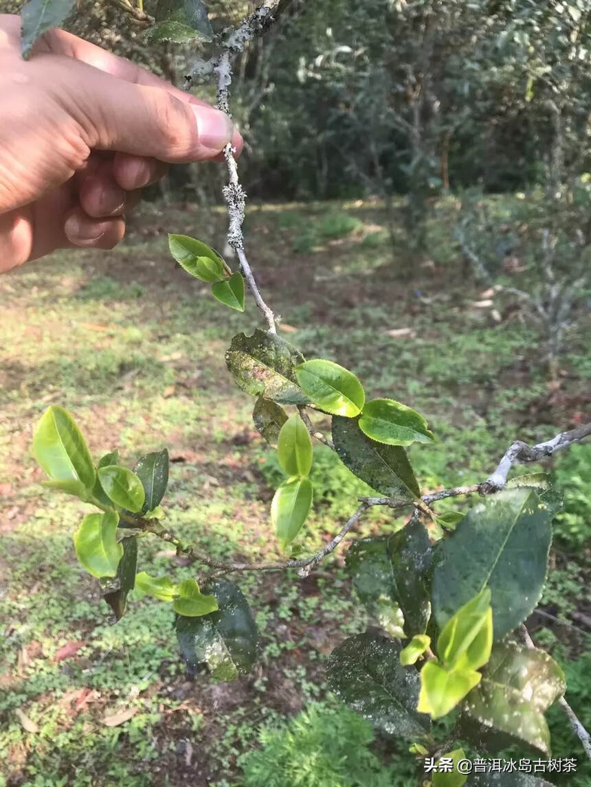 #普洱茶# 倚邦曼拱猫耳朵小叶种茶，香气具有很高的辨