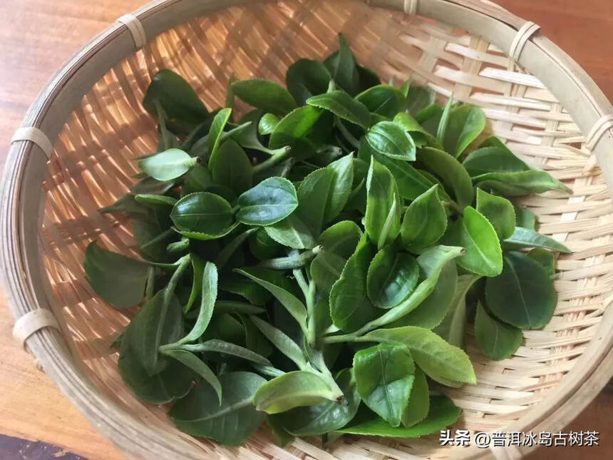 #春茶、夏茶和秋茶,好坏在哪里?# 古人说“春茶苦，