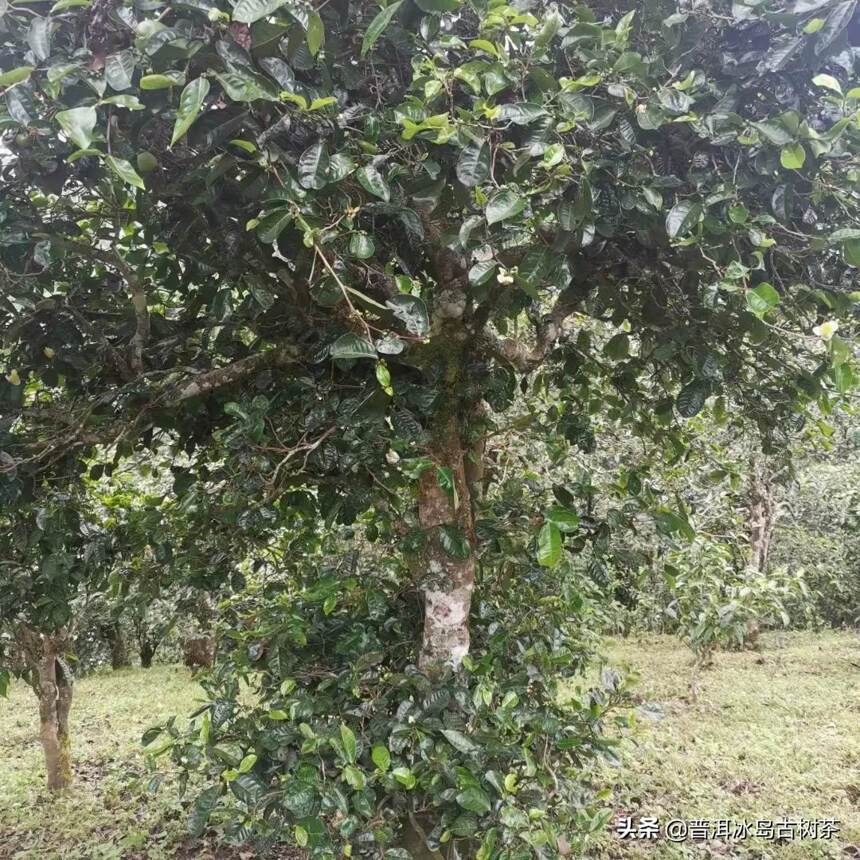 芳丛翳湘竹，零露凝清华。复此雪山客，晨朝掇灵芽。蒸烟