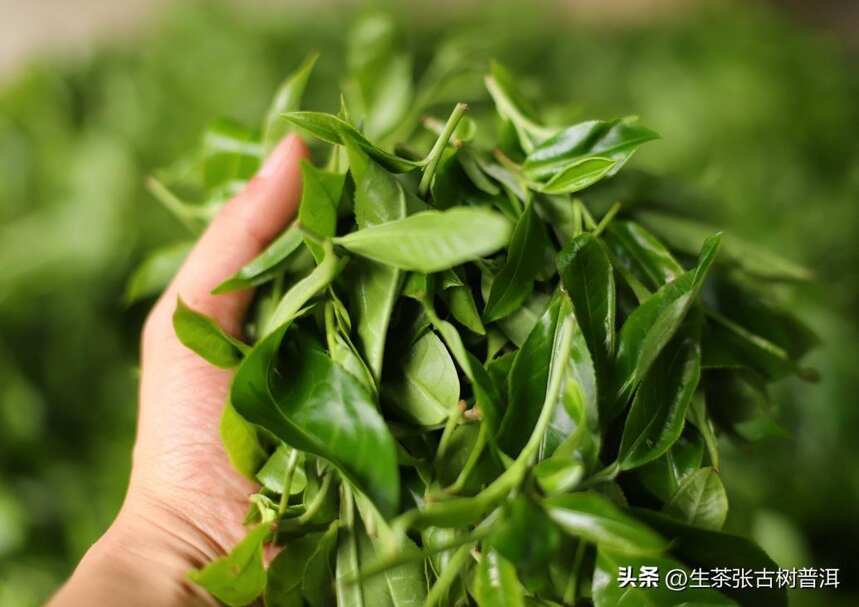 选购普洱茶，到底要选择对的？还是选择贵的？