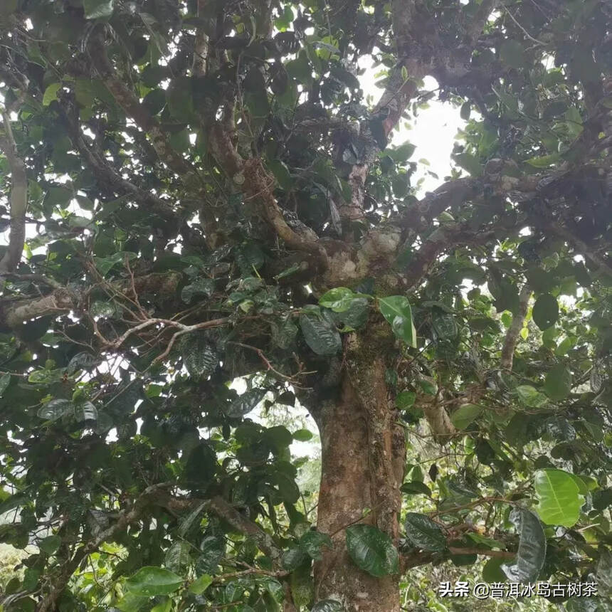 芳丛翳湘竹，零露凝清华。复此雪山客，晨朝掇灵芽。蒸烟