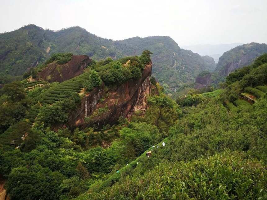 武夷岩茶之“四大名枞”