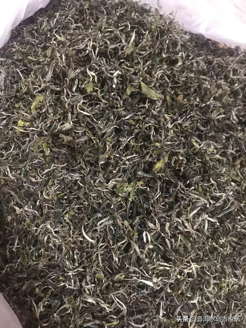 #普洱茶# 倚邦曼拱猫耳朵小叶种茶，香气具有很高的辨