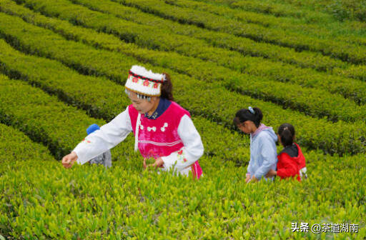 民歌唱响茶博会 桑植白茶带着“风花雪月”来见你