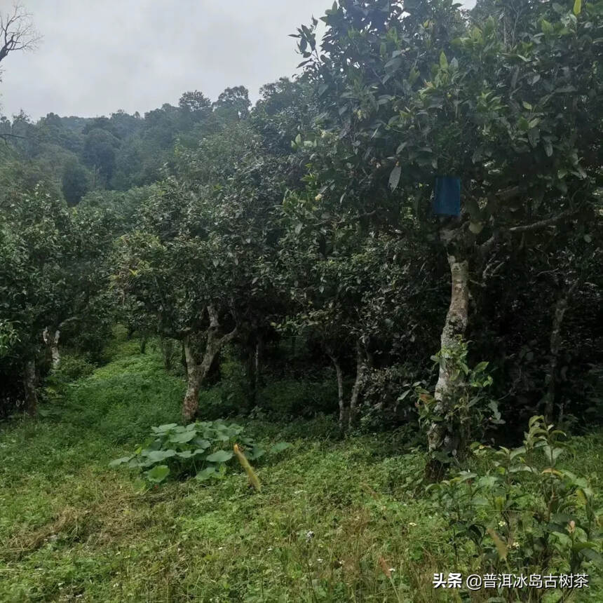 芳丛翳湘竹，零露凝清华。复此雪山客，晨朝掇灵芽。蒸烟