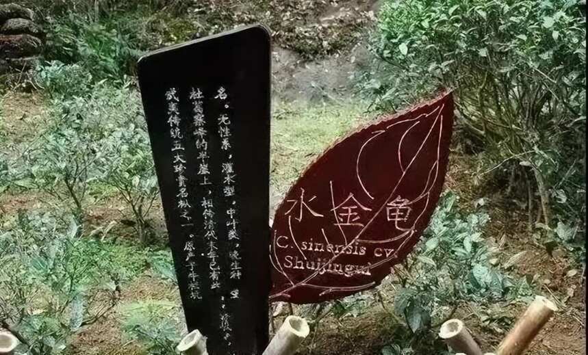 武夷岩茶之“四大名枞”