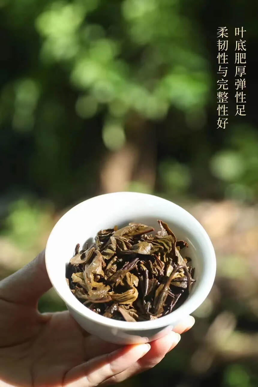 千禧年2000年茶王易武麻黑古树茶，一筐1.5公斤，