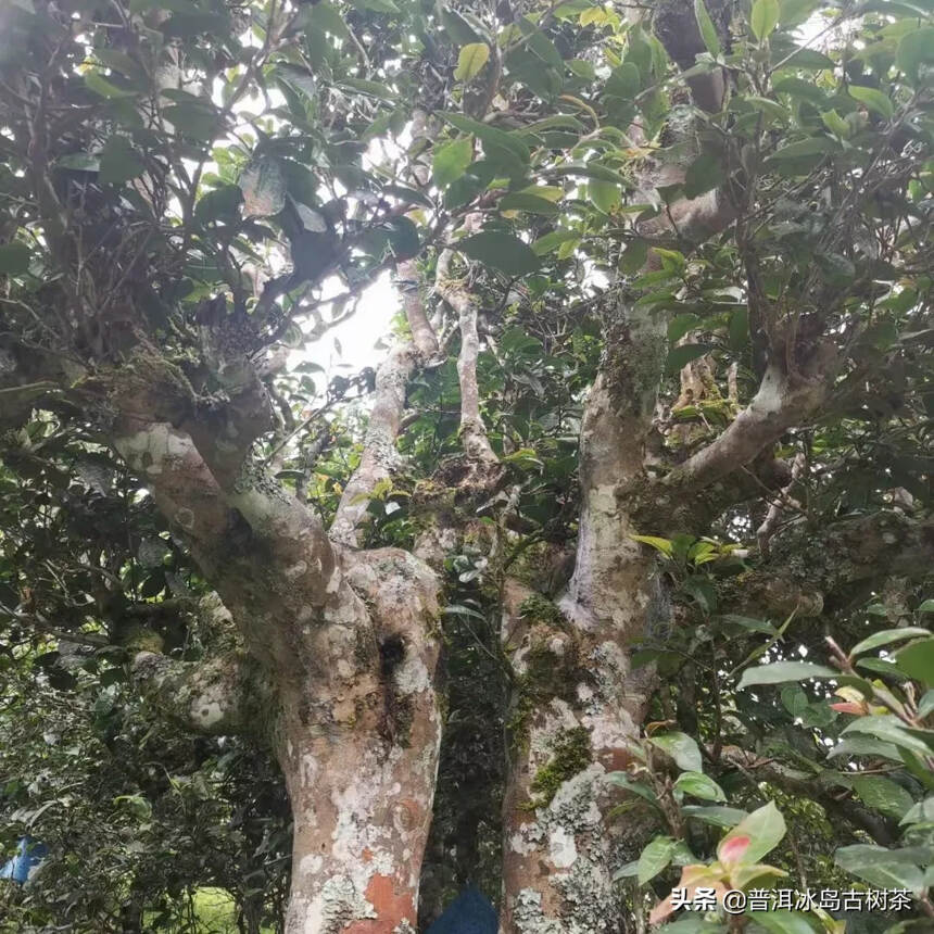 芳丛翳湘竹，零露凝清华。复此雪山客，晨朝掇灵芽。蒸烟