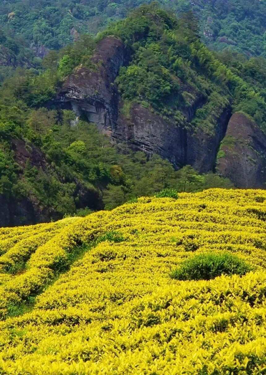 武夷岩茶之“四大名枞”