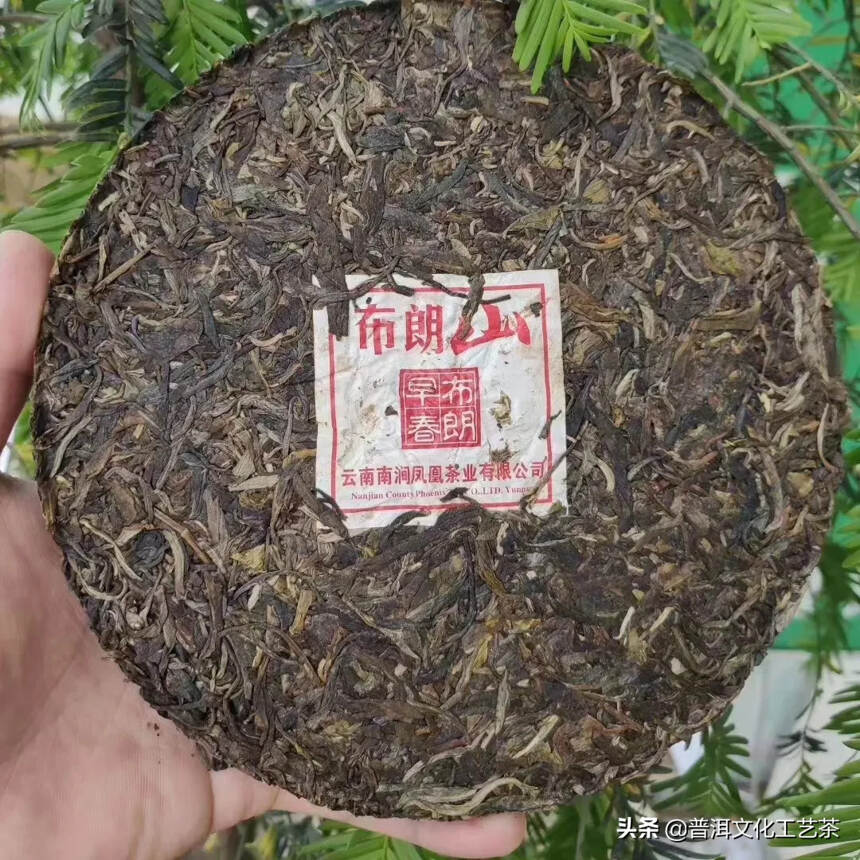 云南南涧凤凰，实惠口粮茶推荐
2011凤凰布朗山纯料