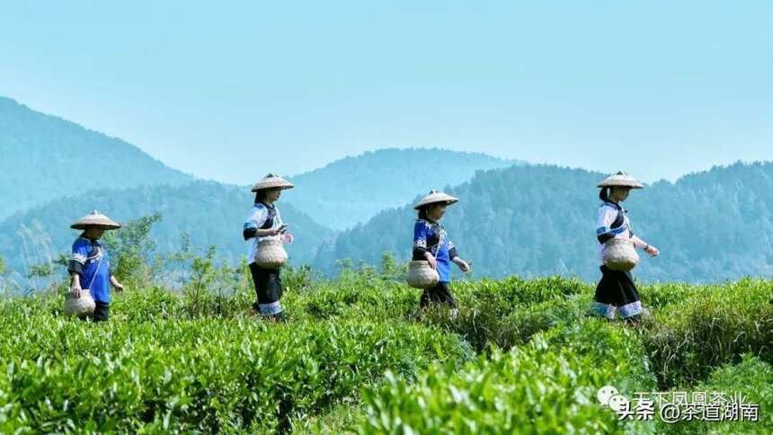 凤凰苗乡手工茶传承基地