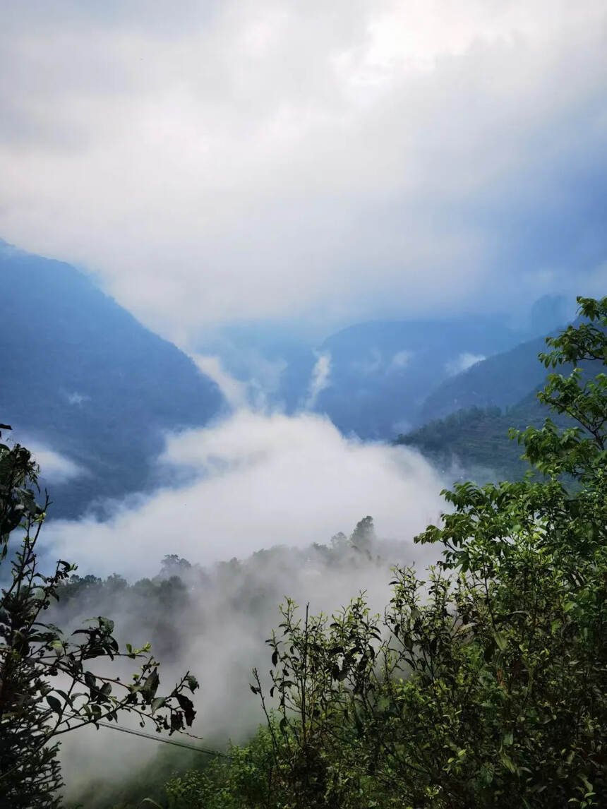 2022年头春古树无量山，花香蜜甜，无苦涩。
这里的