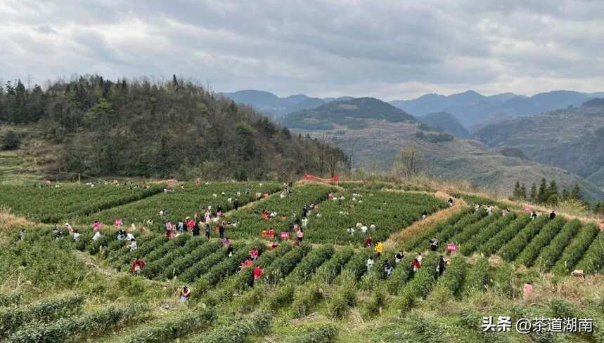 凤凰苗乡手工茶传承基地