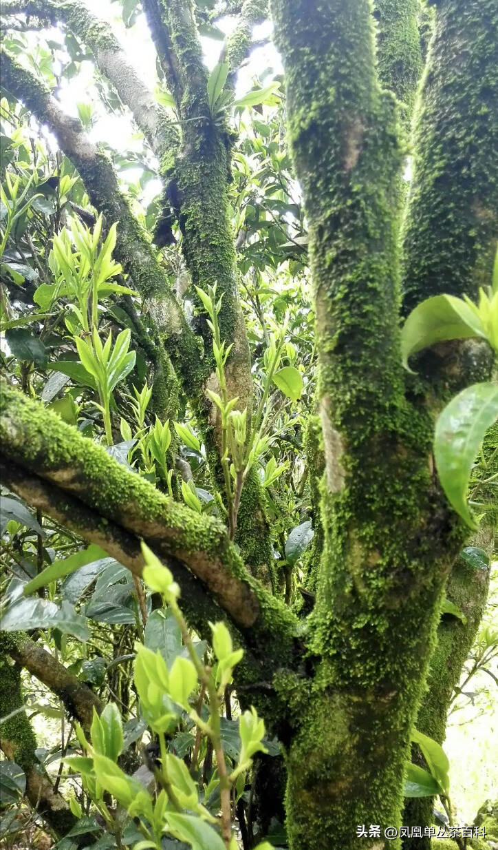 凤凰单丛茶的韵味是什么？是怎么来的？