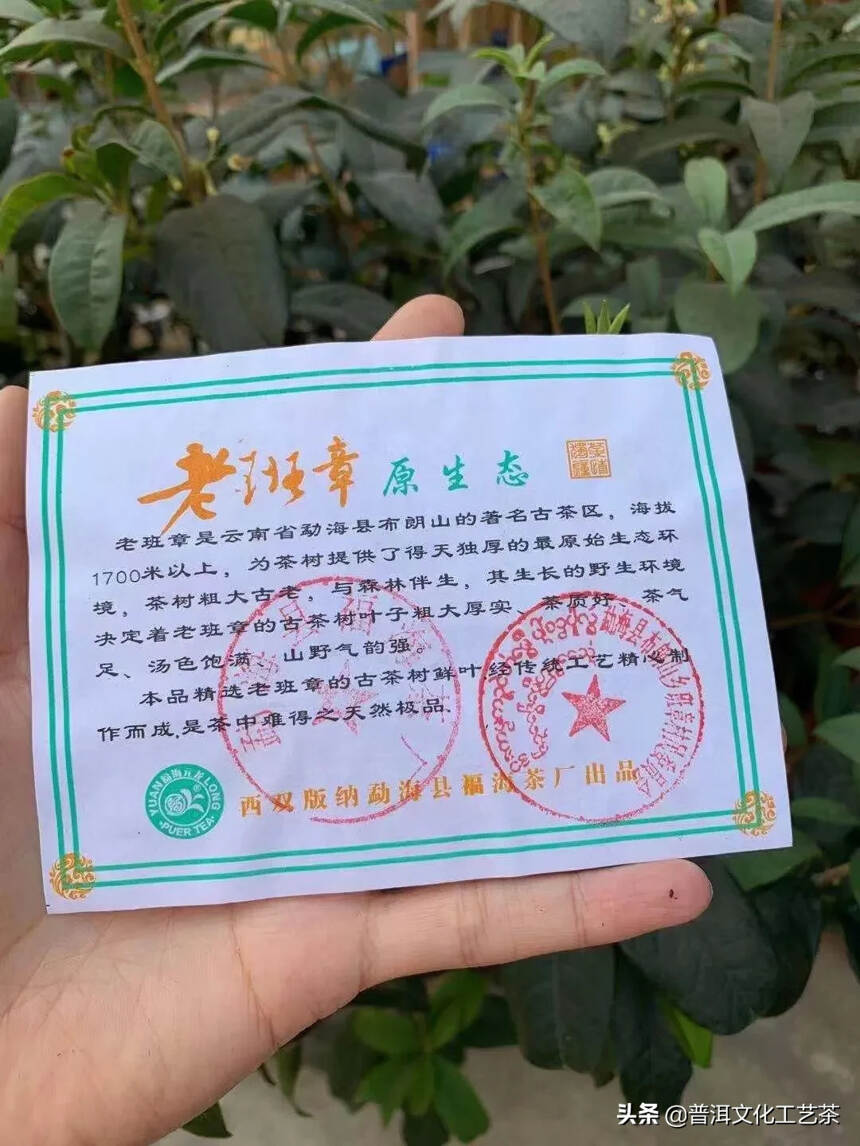 班章村委盖章，茶气强劲，霸气十足，高性价比，这款我认