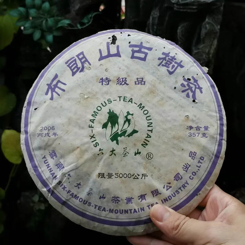 2006年六大茶山布朗古树茶特级品
当年的春茶古树料