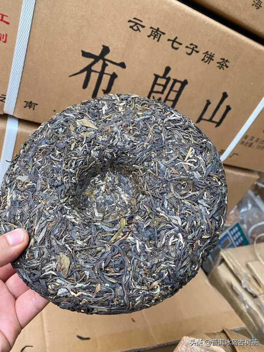 2020年布朗山章家三队生茶纯料，御赏醇香！早春老树