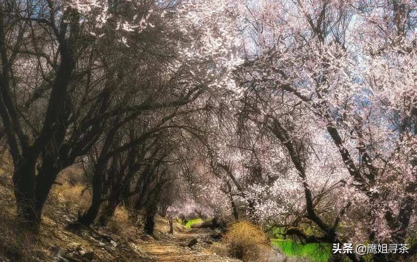 《蹊下》一款充满着人情味的普洱茶