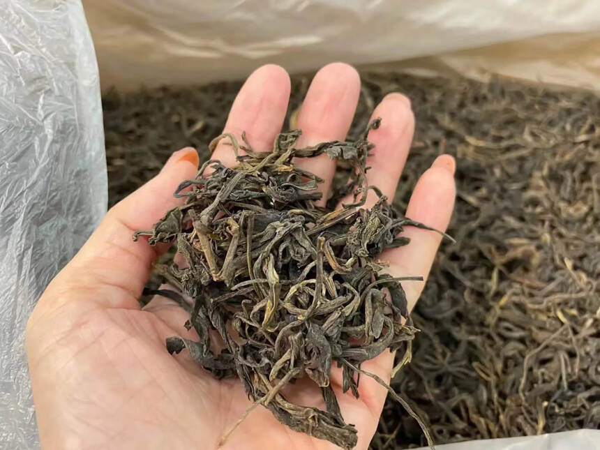 5年陈·布朗荒野茶·口粮茶[社会社会]香气高扬，透亮