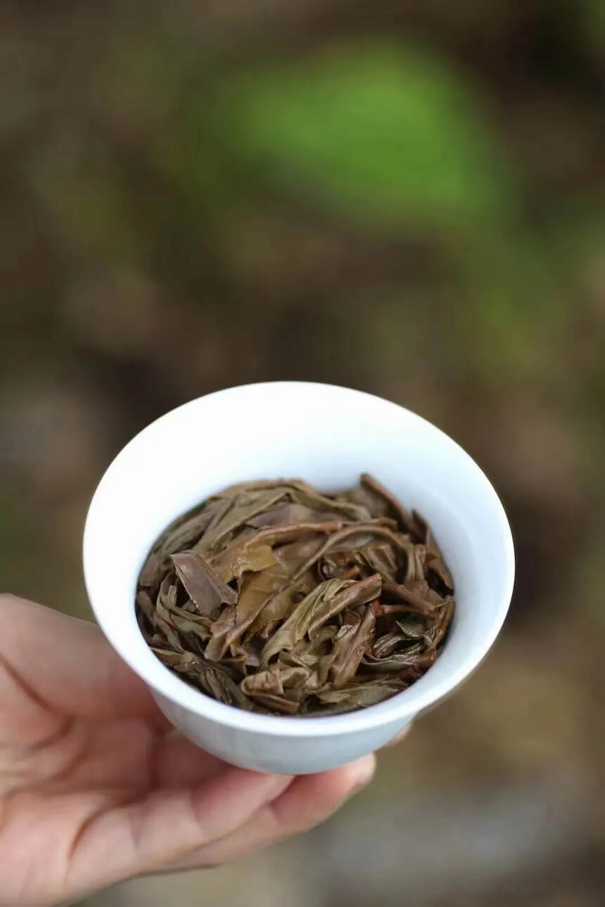 2002年易武赏状茶王
选自云南六大茶山的易武山古树