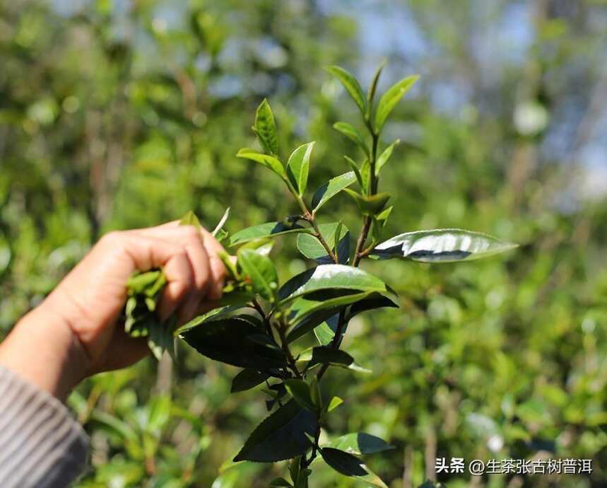 坝歪古树茶为何是独特的存在？其口感特点有哪些？