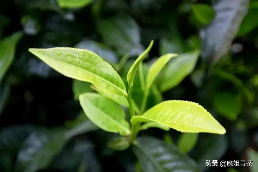 「易茶杂谈」你不知道普洱茶的那些事~03