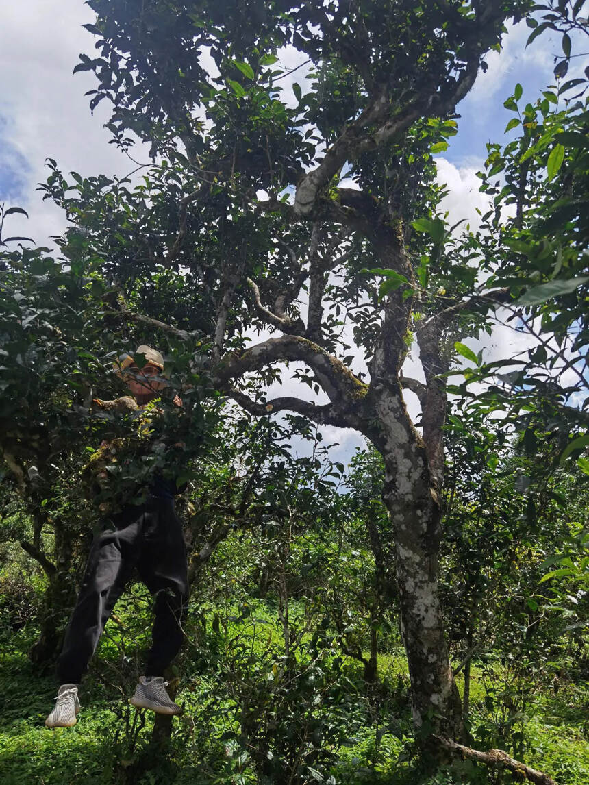 帕沙犀牛塘秋茶，树龄大，口感香甜蜜香。古树茶，汤汁细