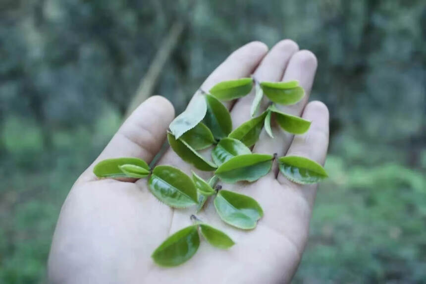 2022年倚邦猫耳朵小叶种茶#广州头条# #深圳头条