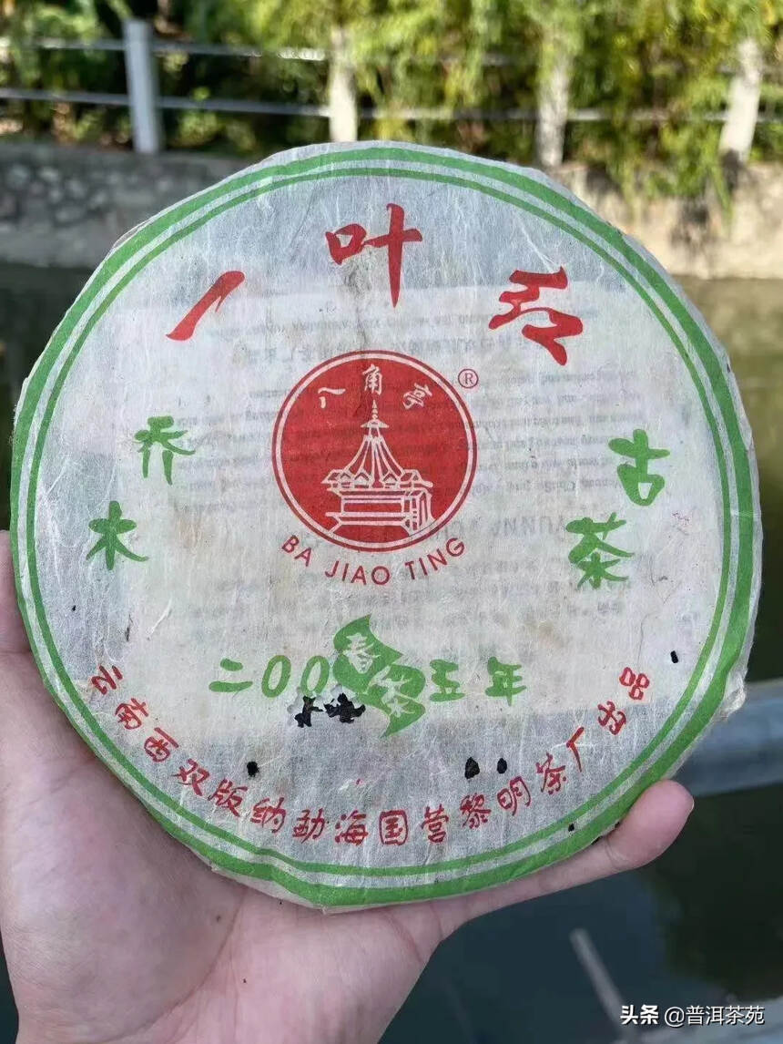 2005年一叶红早春乔木古茶青饼#普洱茶# #中国茶