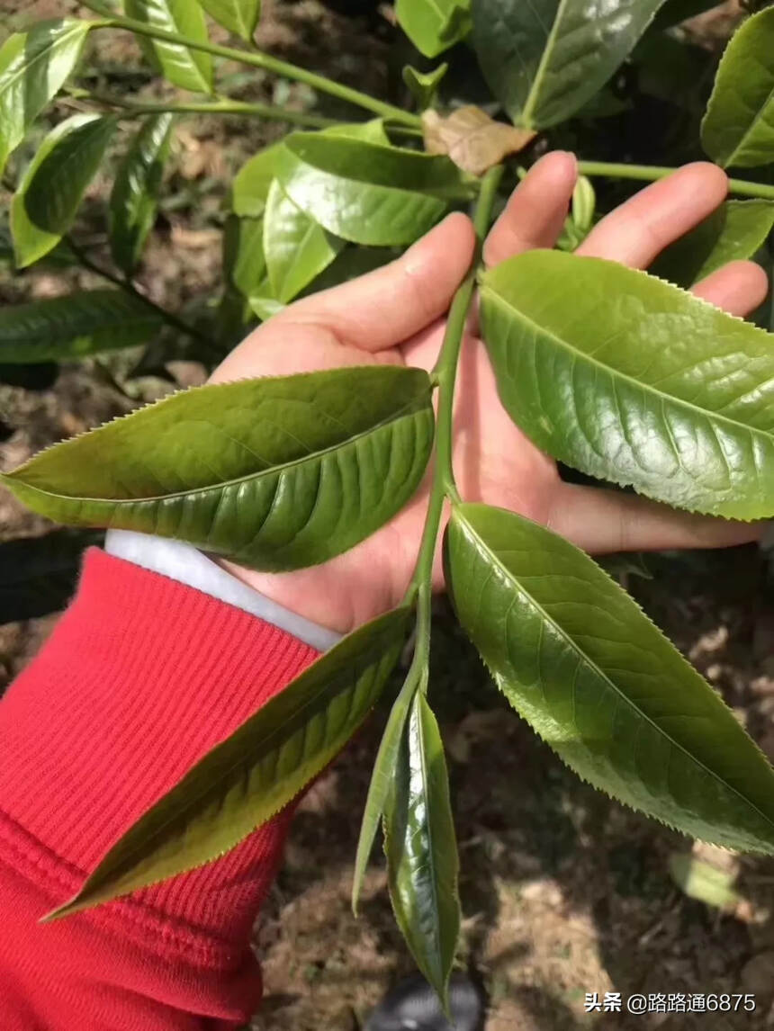 坝糯藤条古树茶，形表独特，新鲜时芽头滚圆肥壮，绒毛浅