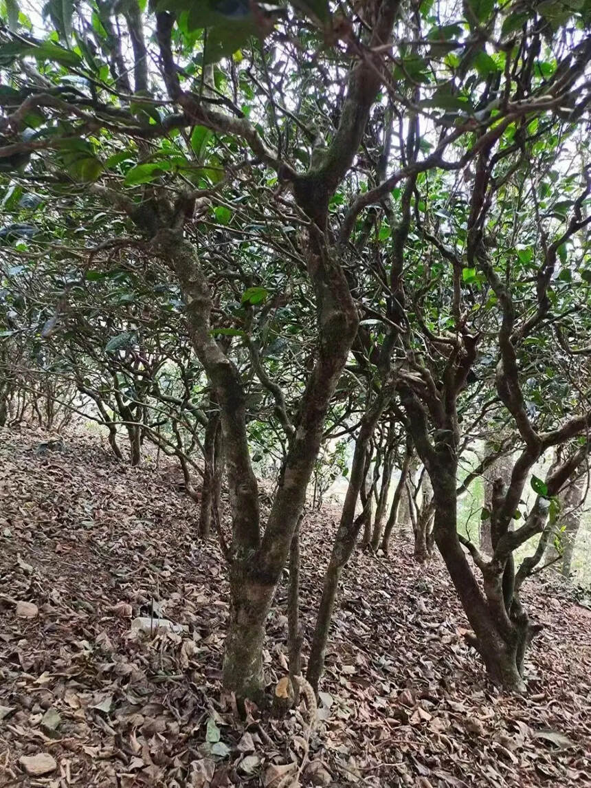 秒懂普洱茶各山头口感

	曼松	甜润，茶气足

	猫