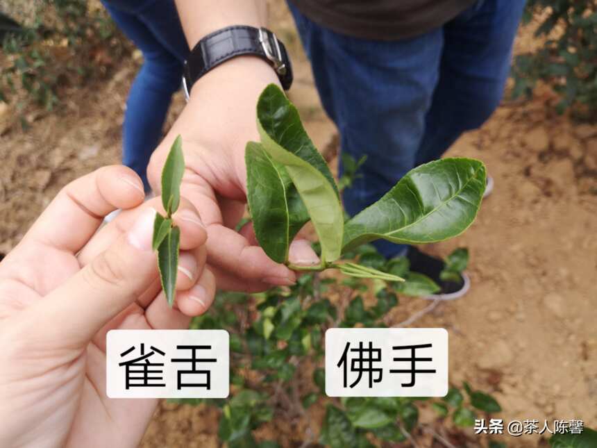 评茶篇————武夷岩茶 之佛手（雪梨）