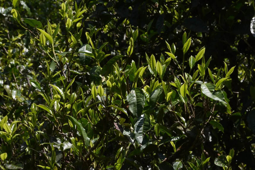 新茶严选～2022年的帕沙犀牛塘古树会喝上瘾的
古树