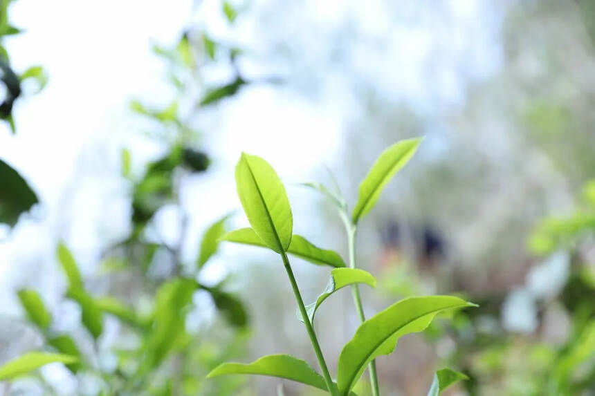 茶叶采摘时令：
茶的种类按季节有春、夏、秋茶之分。通