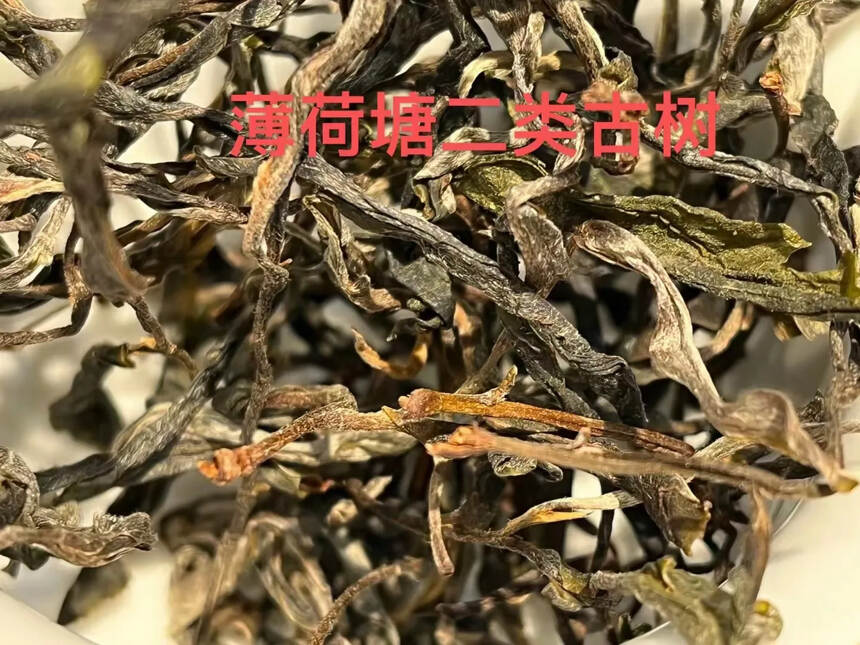 让您喝懂名山名寨
老曼峨．薄荷塘．弯弓
一山一味．各