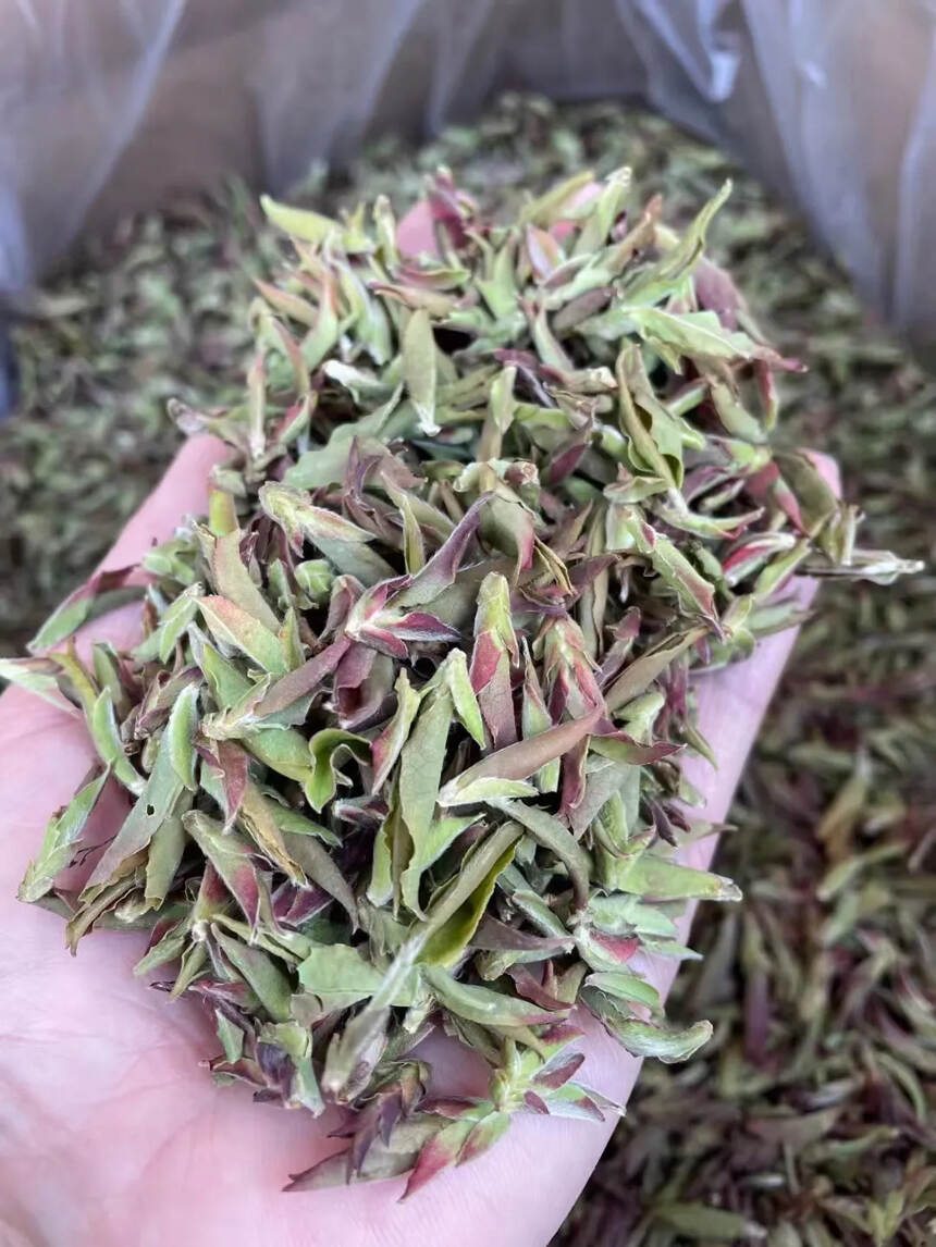 2022年春·野生古树紫芽苞，取自野生茶树的刚发之芽