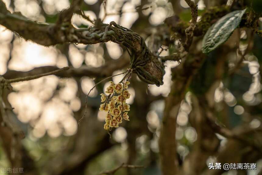 名山古树贵在生态，为何茶农毁林种茶还是屡禁不止？