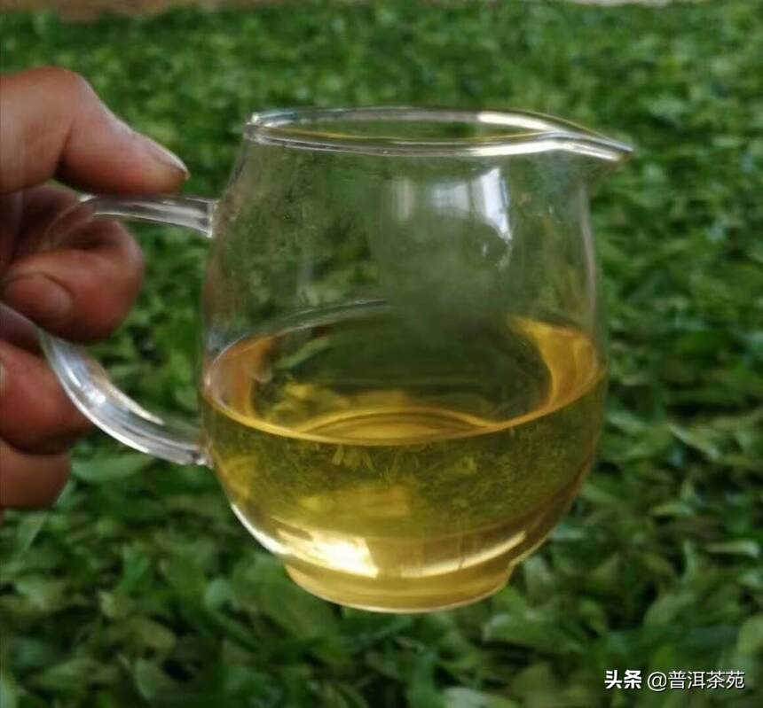 懂过散茶 春茶#中国茶韵# #普洱茶#