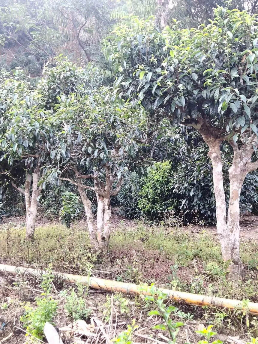 班章五寨之一坝卡龙。在云南省勐海县，布朗山茶区是普洱