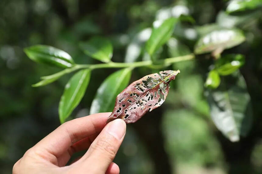 茶叶采摘时令：
茶的种类按季节有春、夏、秋茶之分。通