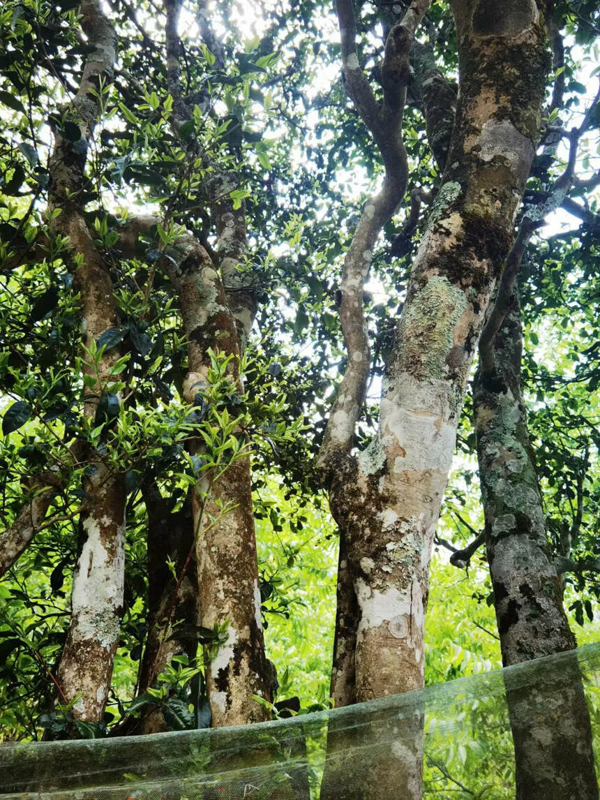 严选新茶…2022年头春古树无量山，花香蜜甜，无苦涩